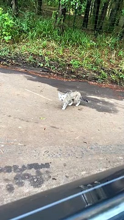 Road-Crossing Kitten Chooses Her Human