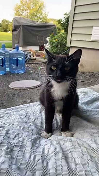 Kitten Surprise Hug