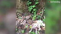 Perro abandonado aprende a confiar en los humanos después de ser rescatado