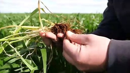 WA grain industry hits record highs in optimal conditions