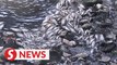 Hundreds of dead fish found along Sg Penchala