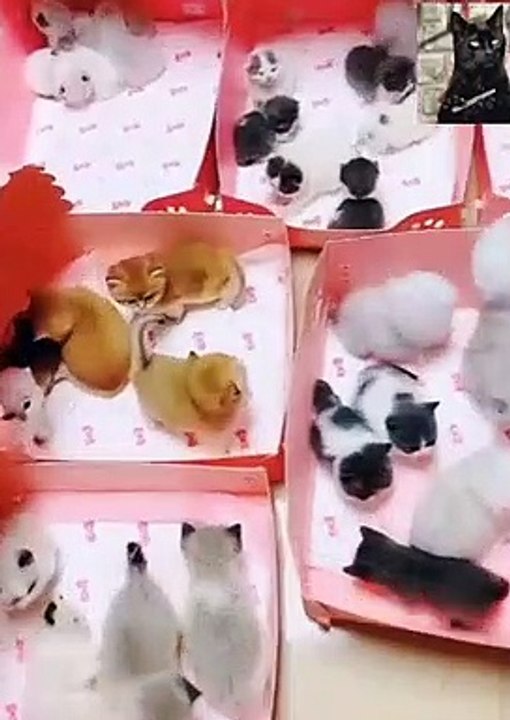 فى اجمل من كده رقه
