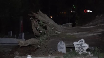 Şehitlikte tarihi çınar ağacı mezarların üzerine devrildi