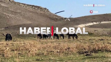 Özgürlüğün tadını çıkaran yılkı atları Kars'ta kameraya yansıdı
