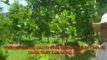 Khám phá vườn Mít nông dân sử dụng Sản phẩm công ty ECO FOOTPRINT