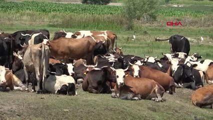 AZİZİYE ZİRAAT ODASI BAŞKANI KURAKLIKTAN ÖTÜRÜ MERADA HAYVANLAR TOPRAK KEMİRİYOR