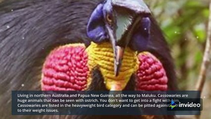 Unique birds that can't fly