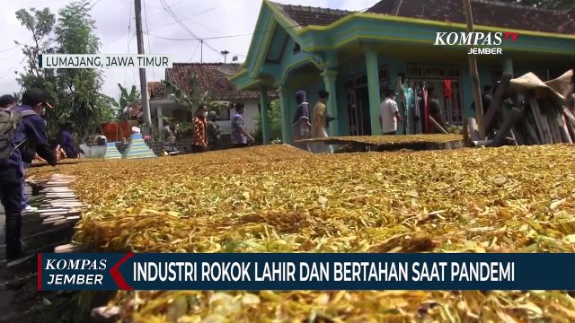 Tingkatkan Kesejahteraan Saat Pandemi, Petani Tembakau Dirikan Pabrik Rokok Legal
