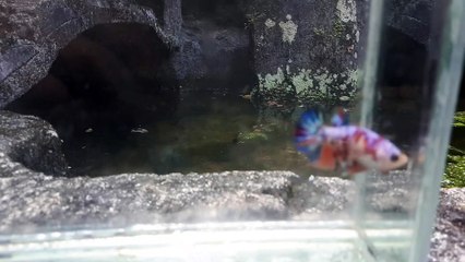 Nemo Multy Galaxy Bettafish