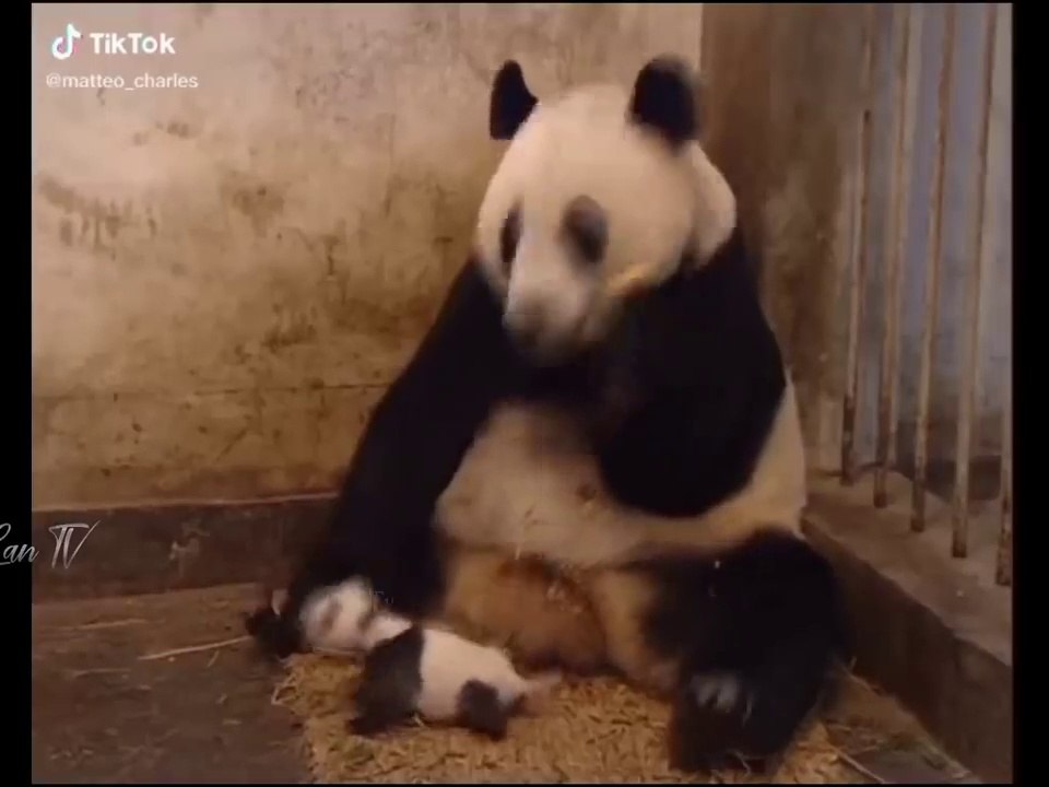 Kompilasi Momen Paling Lucu Tahun Ini _laughing__fire__pig_ - 4 Posting ulang ( 720 X 1280 )