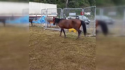 Son dakika haberi... Tırın dorsesinde ölüme terk edilen atlar çiftliğe gönderildi