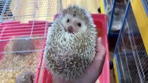 Funny Animals - Cute Porcupines #25 - Animals Video 2021
