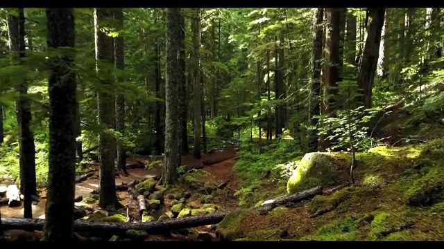 relaxation music for stress relief and healing _ Calming Music _ Meditation, Relaxation Sleep Spa