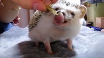 Funny Animals - Cute Porcupines #21 - Animals Video 2021