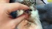 Funny Animals - Cute Porcupines #24 - Animals Video 2021