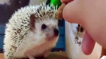 Funny Animals - Cute Porcupines #27 - Animals Video 2021
