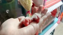 Funny Animals - Cute Porcupines #28 - Animals Video 2021