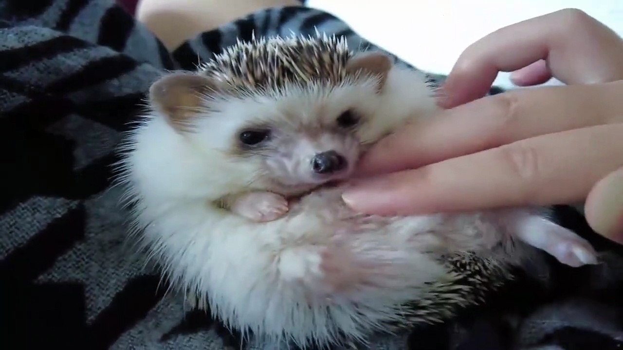 Funny Animals - Cute Porcupines #29 - Animals Video 2021