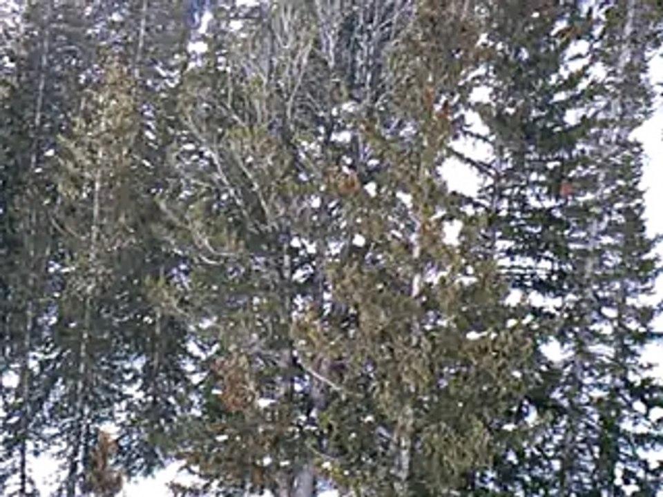 Day 1 snowbird 052