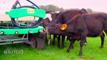 Amazing modern farming milking technology. automatic cow farming factory