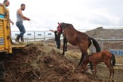 Son dakika haber! TIR PARKINDA ÖLÜME TERK EDİLEN ATLAR, ÇİFTLİKTE KORUMADA