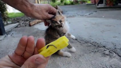 How to deactivate a Cat