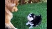 Funny And Cute Husky Puppies Compilation #12  Adorable Husky Puppy