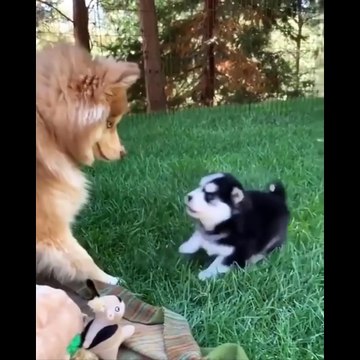 Funny And Cute Husky Puppies Compilation #12 Adorable Husky Puppy