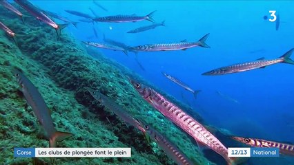 Corse : une saison exceptionnelle pour les clubs de plongée