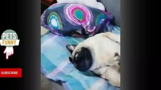OMG - Cute Dogs Funny Compliment - Cute Dogs Videos - Funny Bulldog