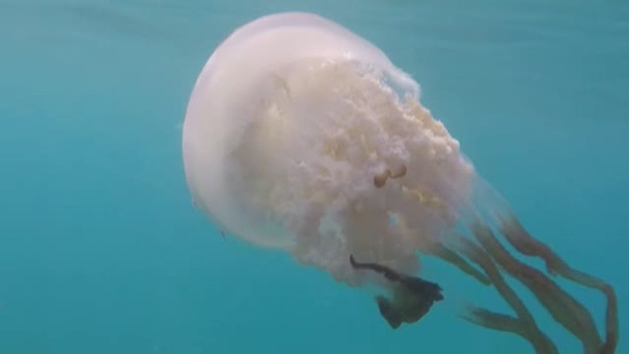 Las medusas gigantes regresan a las costas de Granada