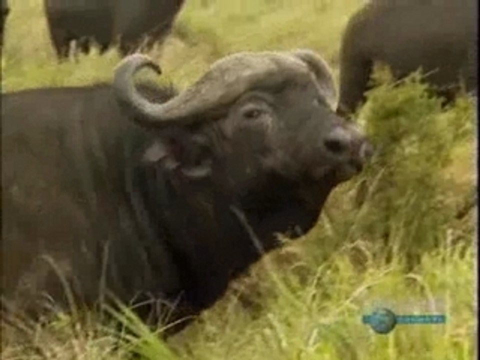 Buffalos Attack Lions