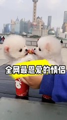 Anjing yang sangat lucu