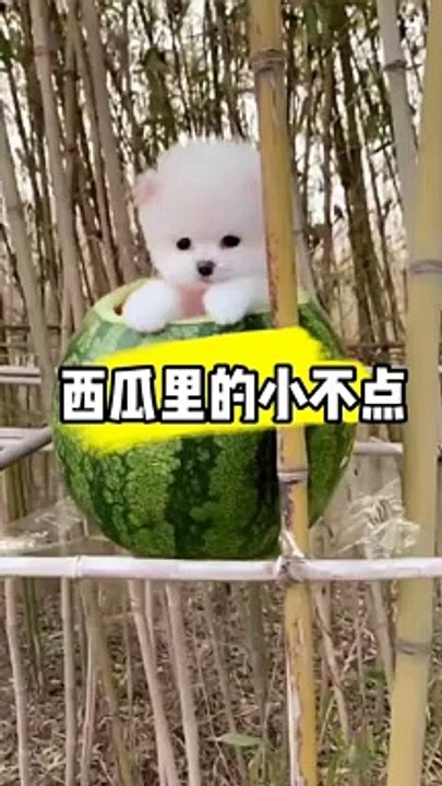 Cute puppy
