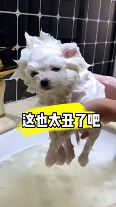 Funny Animal Videos