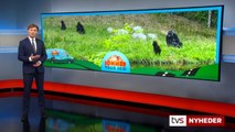 Sommer Tour 2021 | Givskud Zoo | Vejle | 19-07-2021 | TV SYD @ TV2 Danmark