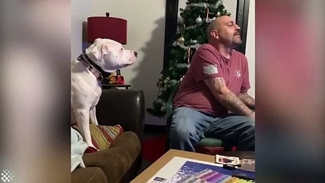 Ignoring my dog , funny reaction