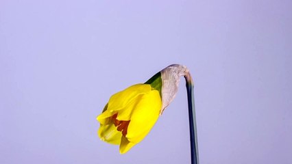 The Weird Story Behind Daffodils