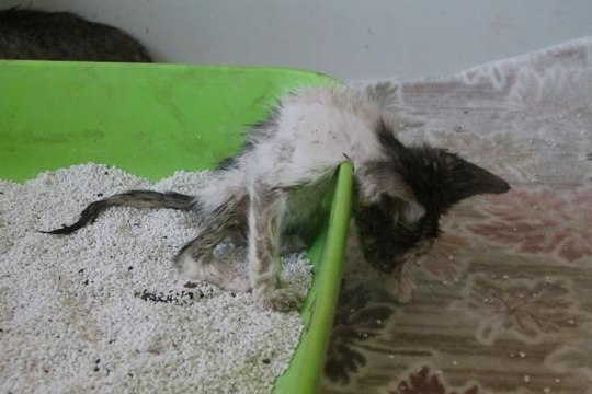 YANAN ALANLARDA BESİN ZİNCİRİ KIRILDI, VAHŞİ YAŞAM YOK OLDU