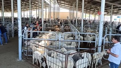 Bayram sonrası küçükbaş hayvan pazarında durgunluk