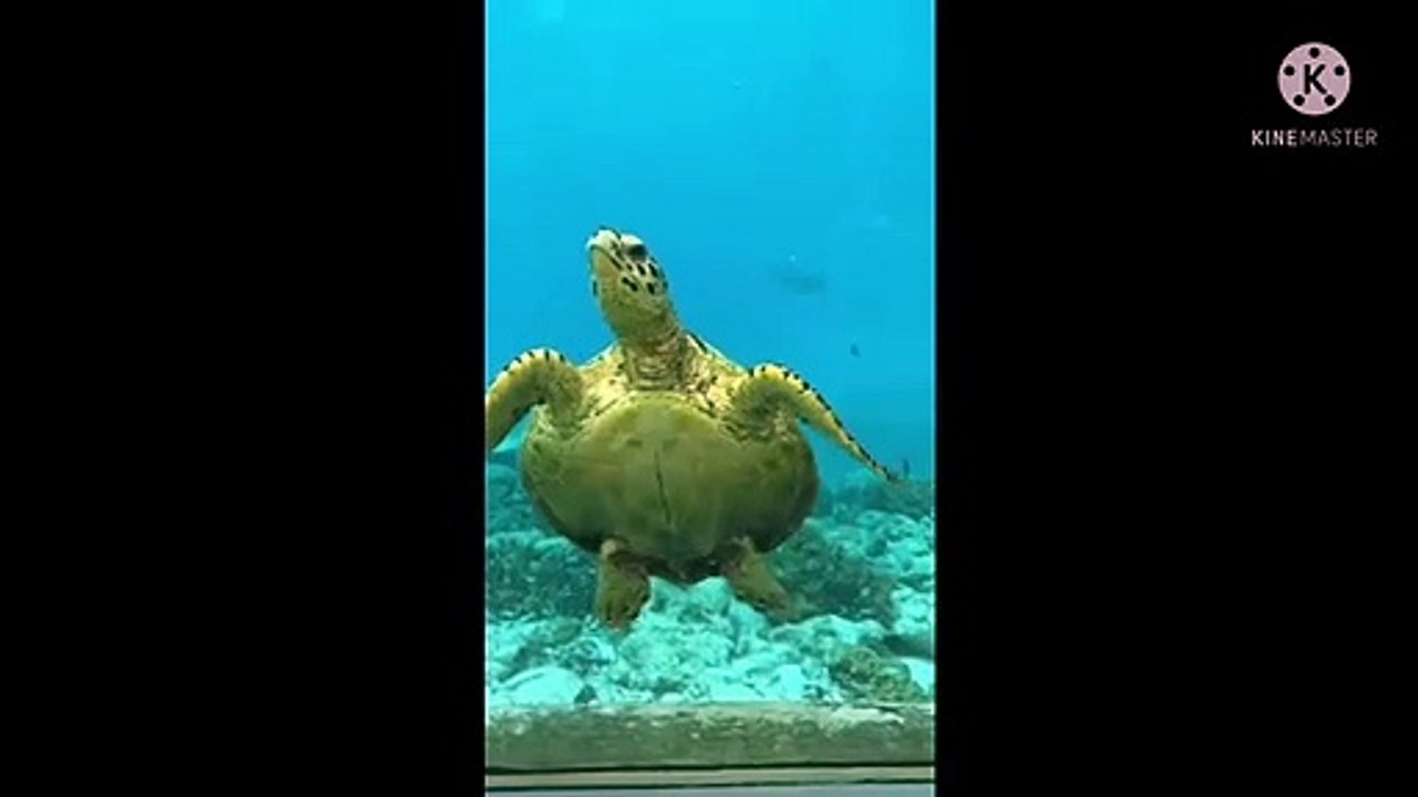 Beautiful Turtle  in Underwater world