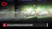 Aç kalan domuzlar sahile indi