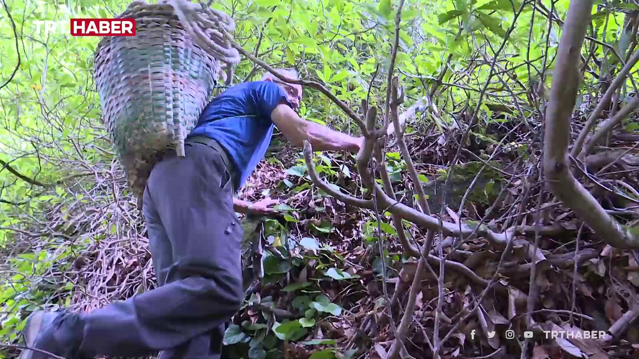 Kara kovan balının sağım serüveni