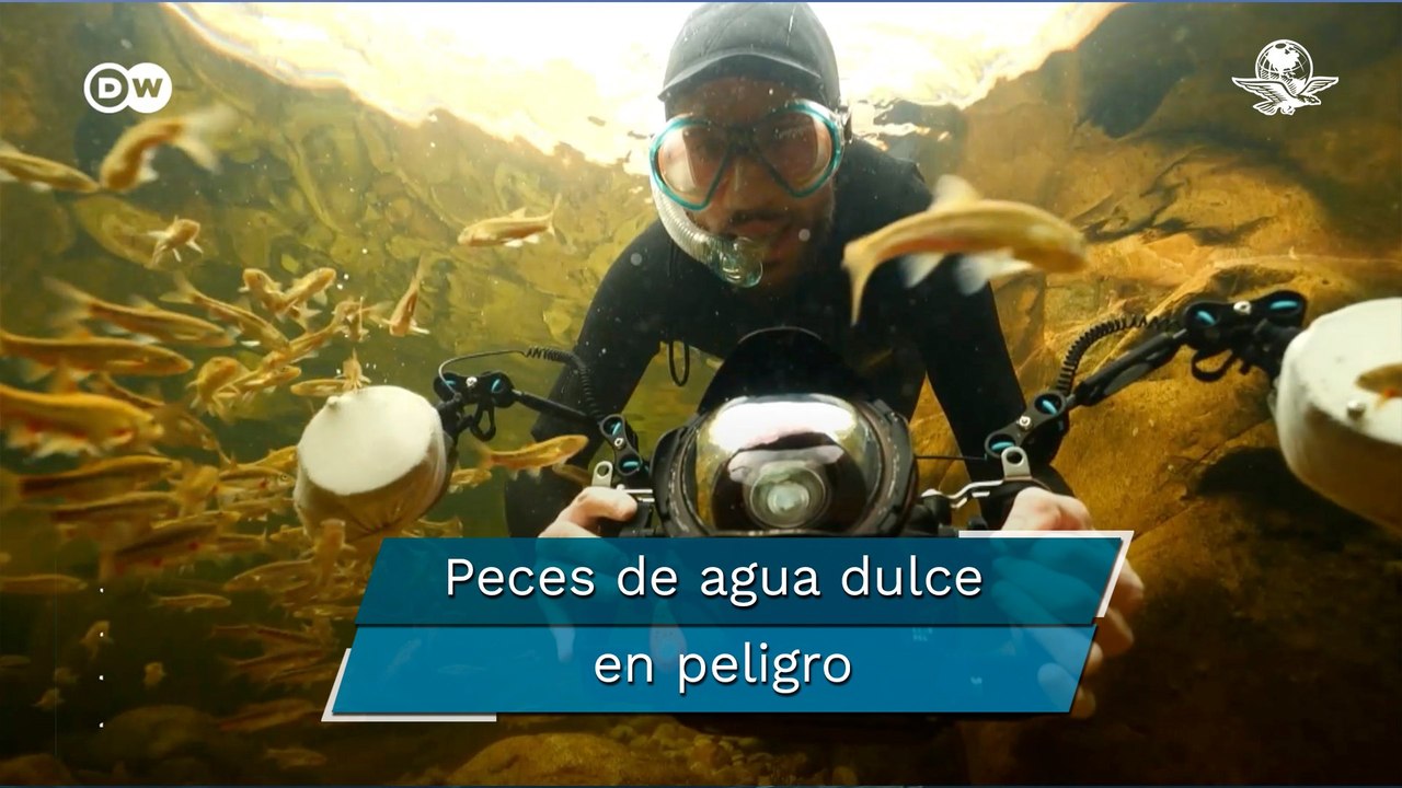 Una tercera parte de peces de agua dulce en peligro de extinción