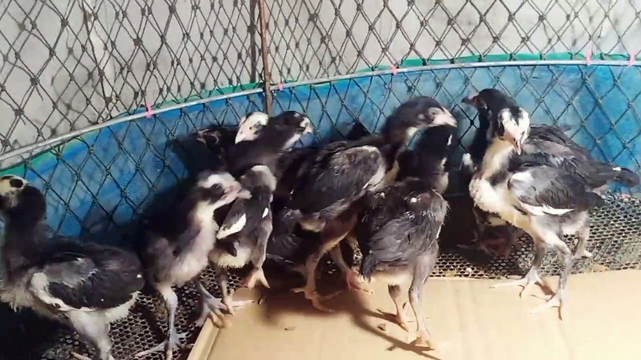 *** แบ่งลูกไก่คัดพิเศษ พ่อลูกยอดมงคล + แม่ดำพิทบูล ราคาเบาๆ***