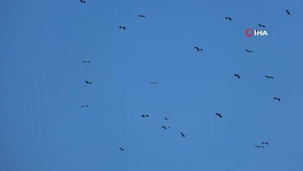 Leyleklerin göçü İskenderun Körfezinde renkli görüntüler oluşturdu