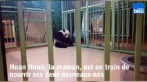 Retour au zoo de Beauval, 15 jours après la naissance des deux bébés pandas