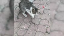 Kediyle yılanın kavgası kameraya yansıdı