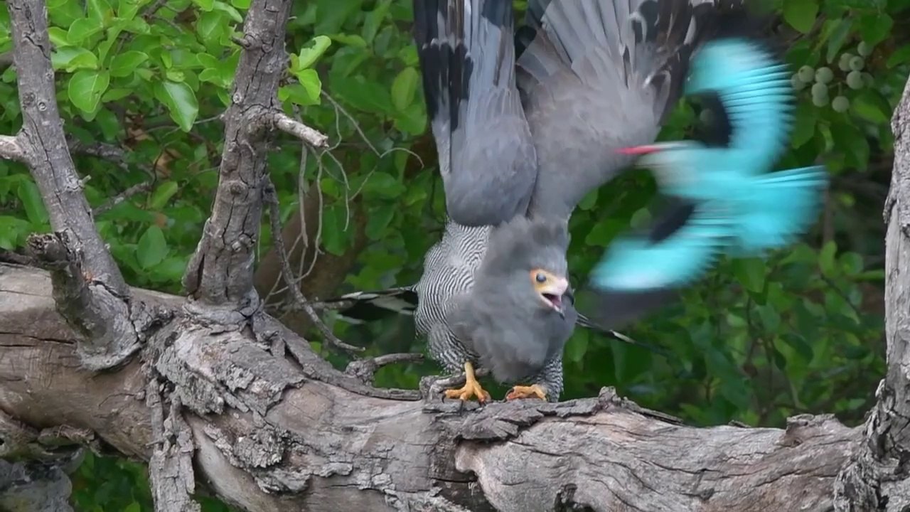 The African harrier hawk, a medium-sized raptor, look at this amazing display when threatened...