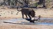 Opportunistic Lion Kill at De Laporte Waterhole - Kruger National Park - 18 October 2019